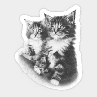 Double Dose of Kitten Cuteness Sticker